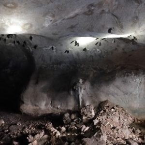 Bat and Limestone cave
